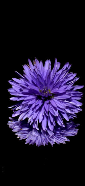 violetti kukka heijastuu mustalta pinnalta — iPhone 16 Pro Max Taustakuvat