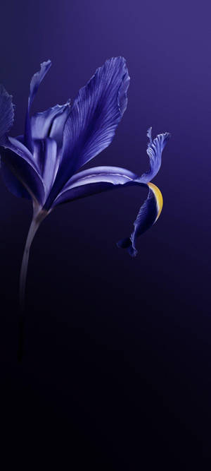 Vivo V20 violetti kukka — Infinix Zero 40 Taustakuvat