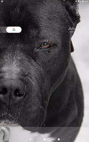 Musta pitbull — Galaxy Tab Active5 Taustakuvat