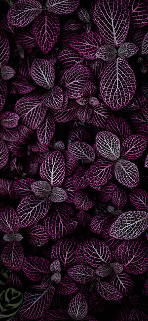 Plants Iphone — iPhone 18 Pro Taustakuvat
